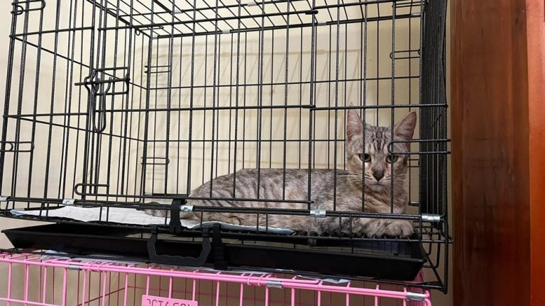 Kucing Eko Patrio Hilang Saat Rusuh, Kini Kembali!