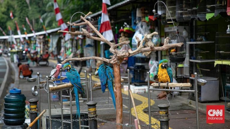 Barito Pindah! Sentra Fauna Lenteng Agung Siap Buka Oktober?