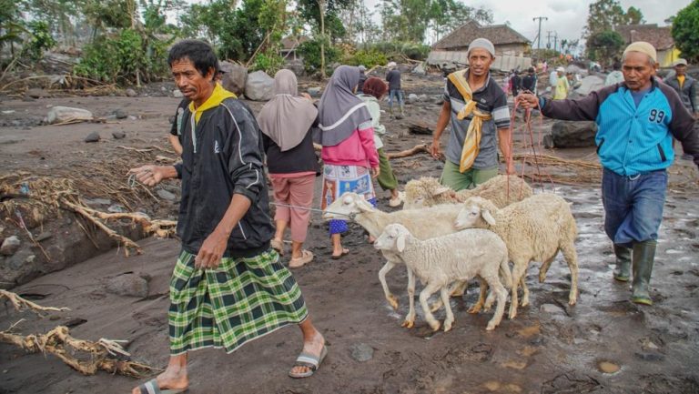 Semeru Mengamuk! Ratusan Ternak Mati, Warga Luka Bakar