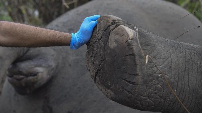 Pilu! Gajah Ratna Mati di Rahmat Zoo, Penyebabnya Bikin Haru!