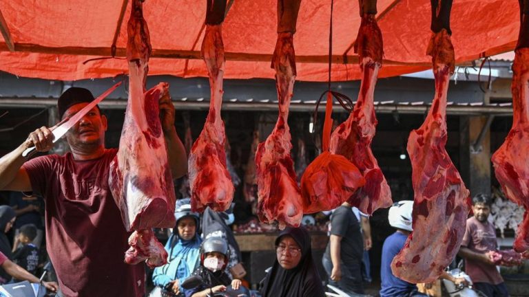 Pidie Jaya Tersenyum! Ratusan Sapi Bantuan Presiden Obati Luka Banjir