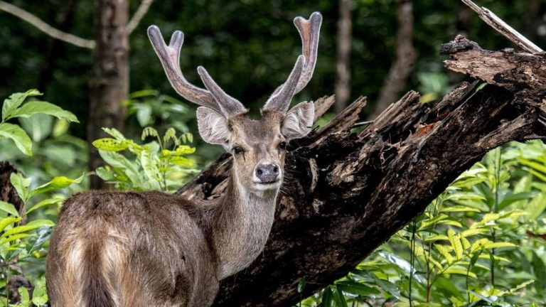 Detik-detik Rusa Tabrak Mobil di Tol Serpan, Pengendara Syok!
