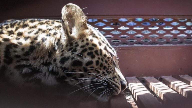 HEBOH! Macan Tutul Liar Terjebak di Permukiman Bogor, Warga Panik!