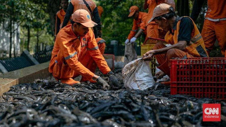 MUI Angkat Bicara: Penguburan Ikan Sapu-sapu Hidup Dianggap Langgar Prinsip!