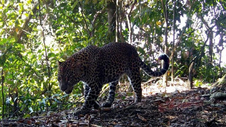 Viral Macan Cangar Bikin Geger! Tahura: Belum Terverifikasi!