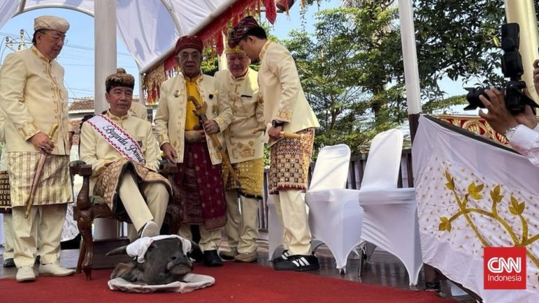Jokowi Injak Kepala Kerbau Ritual Adat Lampung Terungkap