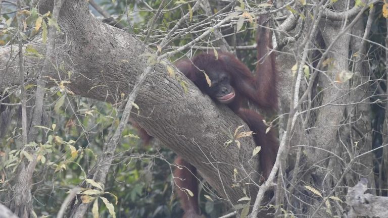 Kalimantan Membara Nyawa Orangutan Terancam Punah Kalimantan Membara Nyawa Orangutan Terancam Punah