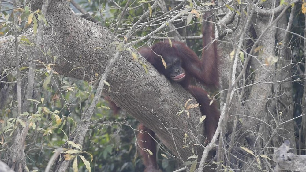 Kalimantan Membara Nyawa Orangutan Terancam Punah
