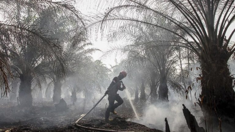 72 Dalang Kebakaran Hutan Terbongkar Modus Sawit