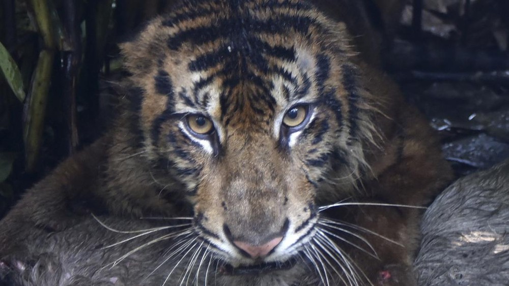 Teror Harimau Sumatera Dekat Sekolah Berakhir