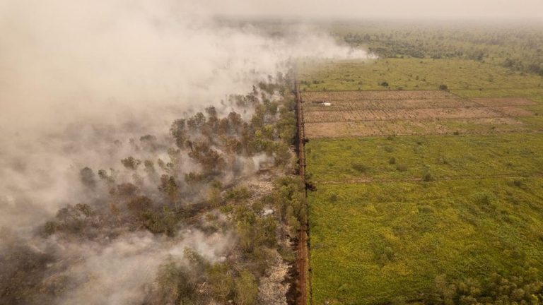 Gawat Darurat Jambi Hutan Lindung Ludes Gawat Darurat Jambi Hutan Lindung Ludes