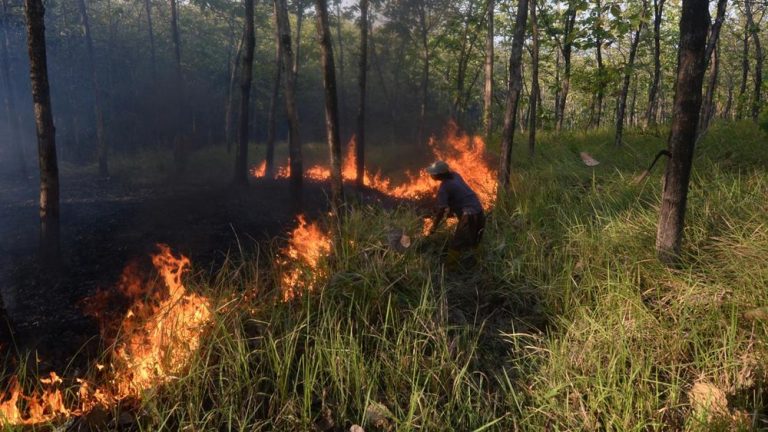 Bangka Tengah Mencekam Ratusan Hektare Hutan Hangus