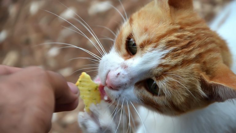 Heboh Bandung Tangkap Ribuan Kucing Ini Alasannya