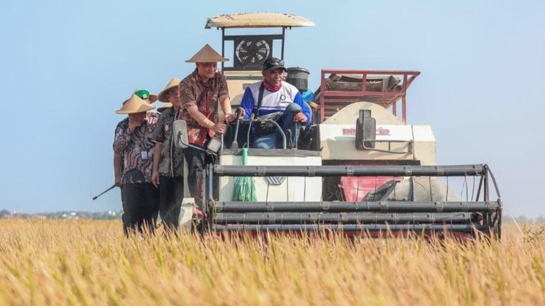 Jateng Panen Raya Target Padi Melesat Tajam