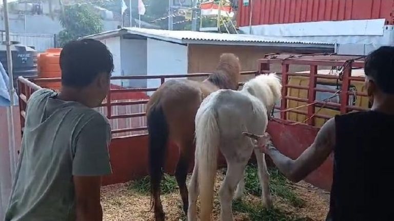 Kuda Canggu Viral Berakhir Tragis