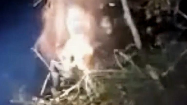 Orangutan Terjebak Api Dramatis Selamat