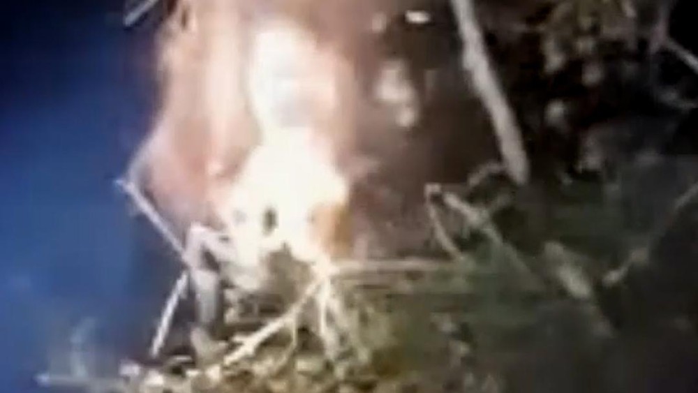 Orangutan Terjebak Api Dramatis Selamat