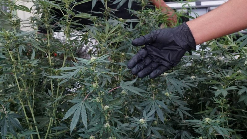 Skandal ASN Bandung Sulap Rumah Jadi Ladang Ganja