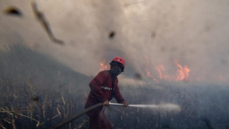 Warga Jambi Kunci Ampuh Lawan Kebakaran Hutan