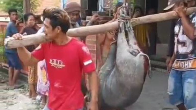 Geger Babi Masuk Masjid Blora Berakhir Tragis