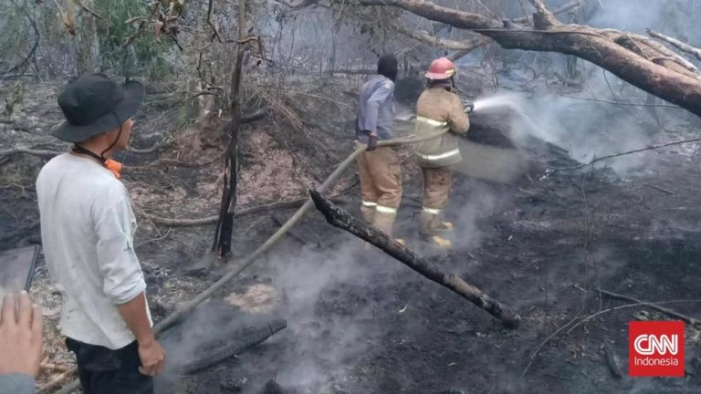 Api Mengganas Prabumulih Kebun Karet Ludes Api Mengganas Prabumulih Kebun Karet Ludes