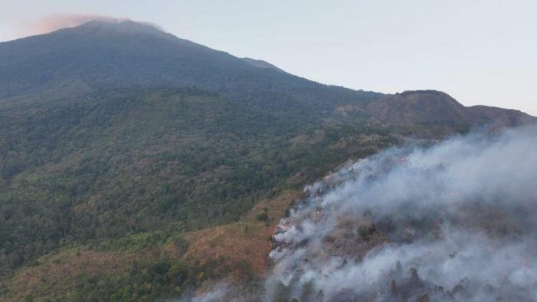 Momen Haru Penyelamatan Bayi Surili di Ciremai Momen Haru Penyelamatan Bayi Surili di Ciremai