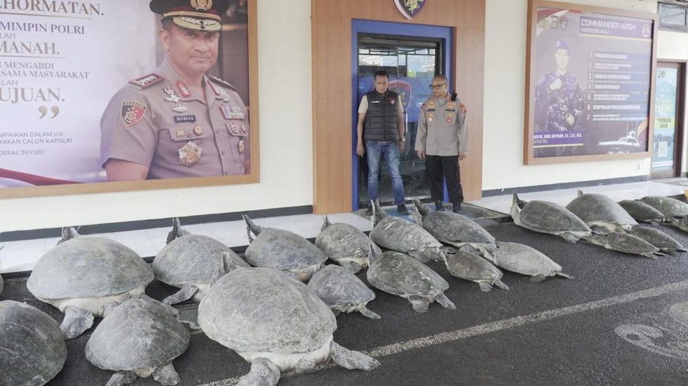 Geger Penemuan Perahu Misterius Berisi Penyu