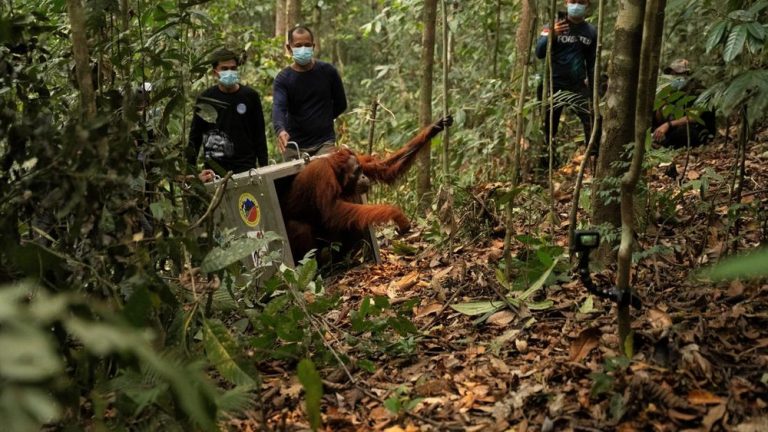 Nyawa Orangutan Terselamatkan dari Kobaran Api Nyawa Orangutan Terselamatkan dari Kobaran Api