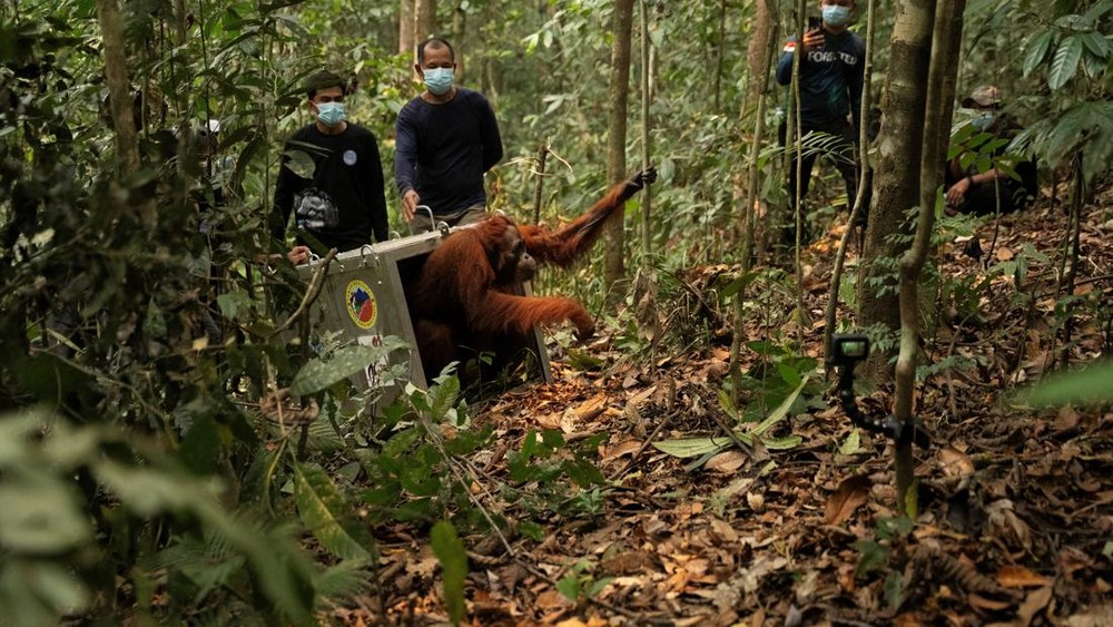 Nyawa Orangutan Terselamatkan dari Kobaran Api